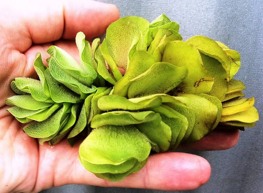 Salvinia Natans Water Butterfly Wings Live Floating Plants | Amazon (UK)
