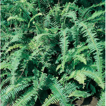 Lowe's Kimberly Queen#174 Fern Plant in | Lowe's