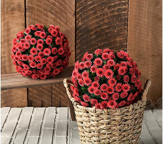 Wicker Park Set of (2) 10" Faux Mum Indoor/Outdoor Garden Spheres | QVC
