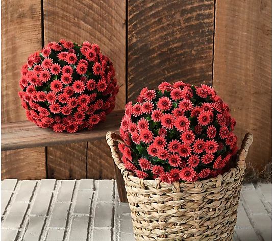 Wicker Park Set of (2) 10" Faux Mum Indoor/Outdoor Garden Spheres - QVC.com | QVC