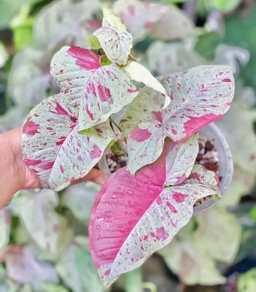 The Syngonium Milk Confetti starter plant is a dreamy addition to any plant collection, featuring soft milky leaves splashed with delicate pink confetti variegation. Compact and easy to grow, this starter plant is perfect for watching a rare favorite develop over time in your indoor jungle. Please note: all plants require the purchase of any two plants—an ideal excuse to add another beauty to your cart.
#SyngoniumMilkConfetti #Syngonium #RarePlants #StarterPlant #HouseplantCollection #PlantLovers #IndoorPlants #EtsyPlants #PlantAddict

#LTKHome #LTKSeasonal #LTKFindsUnder50