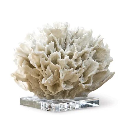 Ribbon Coral on Crystal Base | Wayfair Professional