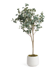 5ft Eucalyptus Tree In Glazed Pot | TJ Maxx