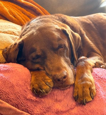 Our most favorite blankets are Saraoni and our dog agrees. 🐾

#LTKfindsunder100 #LTKGiftGuide #LTKSeasonal