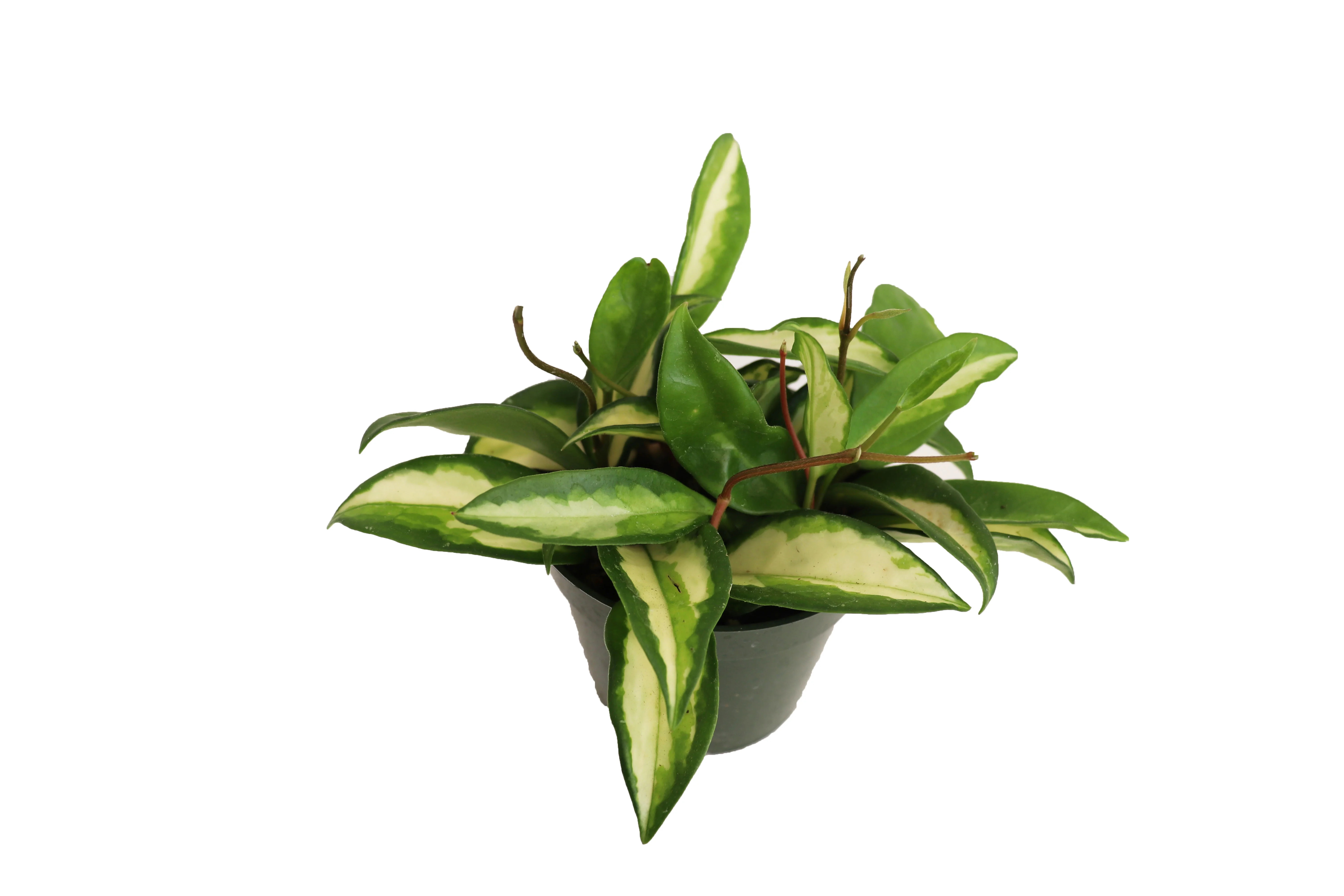 California Tropicals Hoya Crimson Princess Live Plant in 4" Pot | Walmart (US)