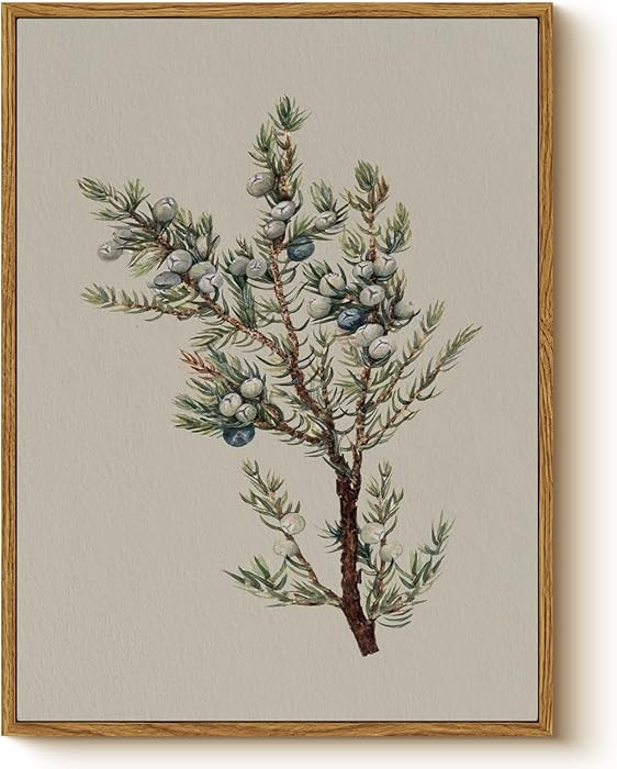 Vintage Juniper Berry Canvas Print Framed Wall Art, 12x16 Botanical Juniper Berry Plant Illustrat... | Amazon (US)