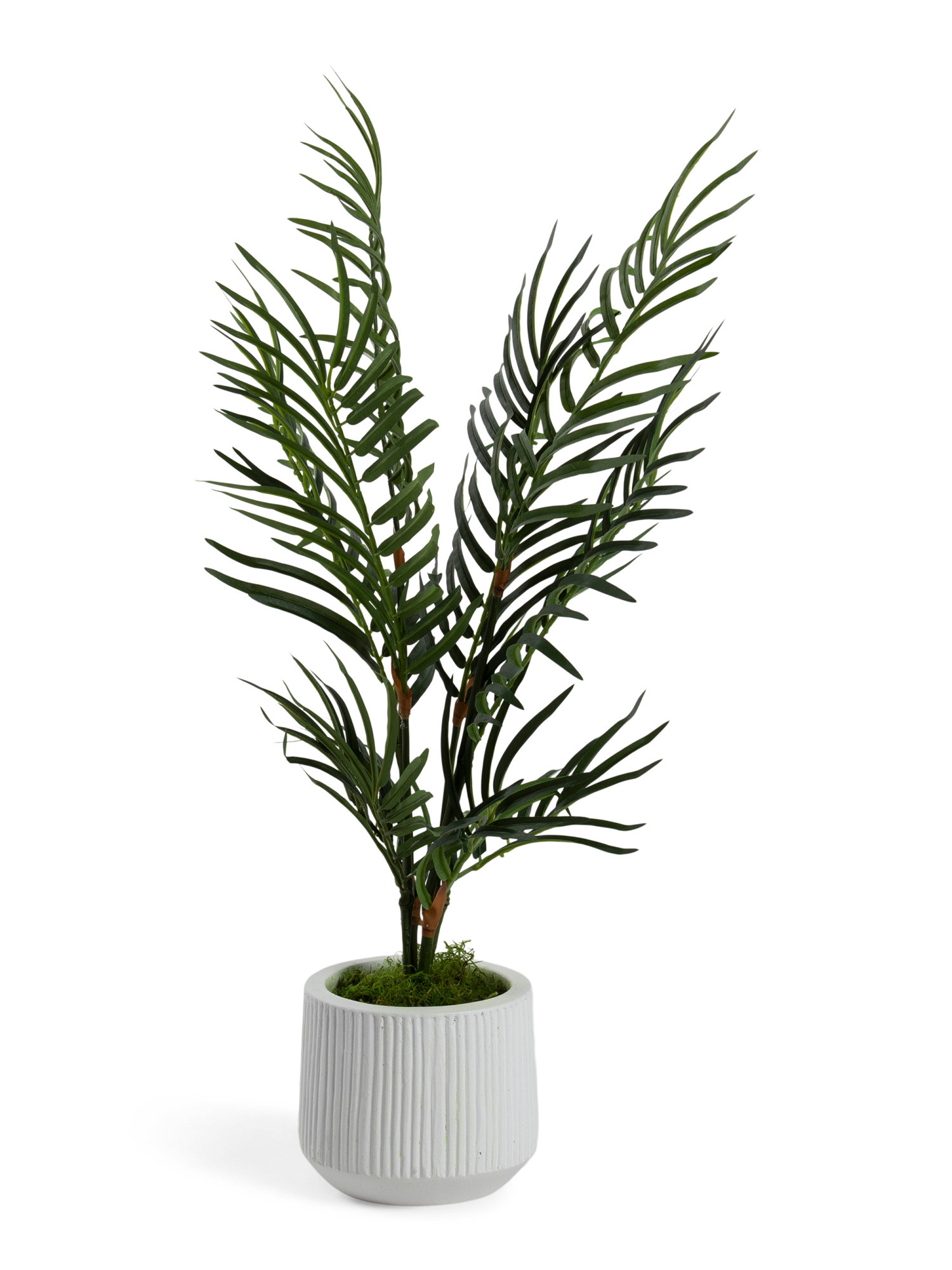 Areca Palm In Pot | TJ Maxx