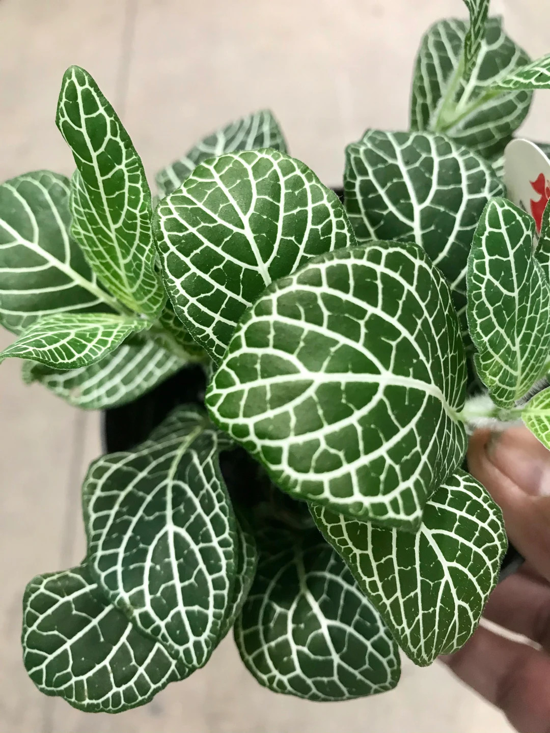 Fittonia White Nerve Plant, Free Ship, Nerve Plant, Superba Plant, Great Gift Idea! - Etsy | Etsy (US)