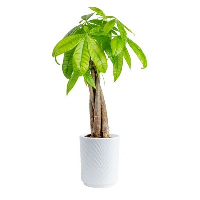 Plant Money Tree in Planter | Wayfair North America