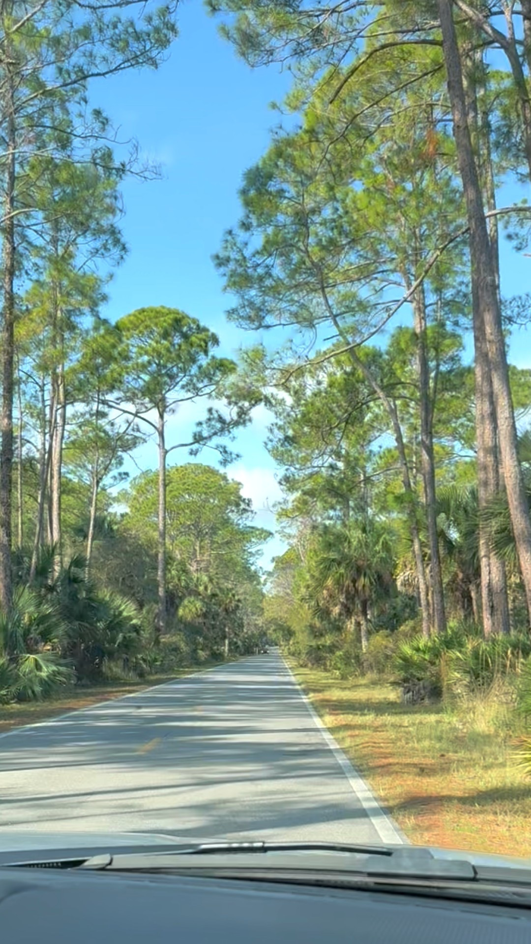 Nature sure is pretty🌴🌲🍃

#LTKdayinmylife