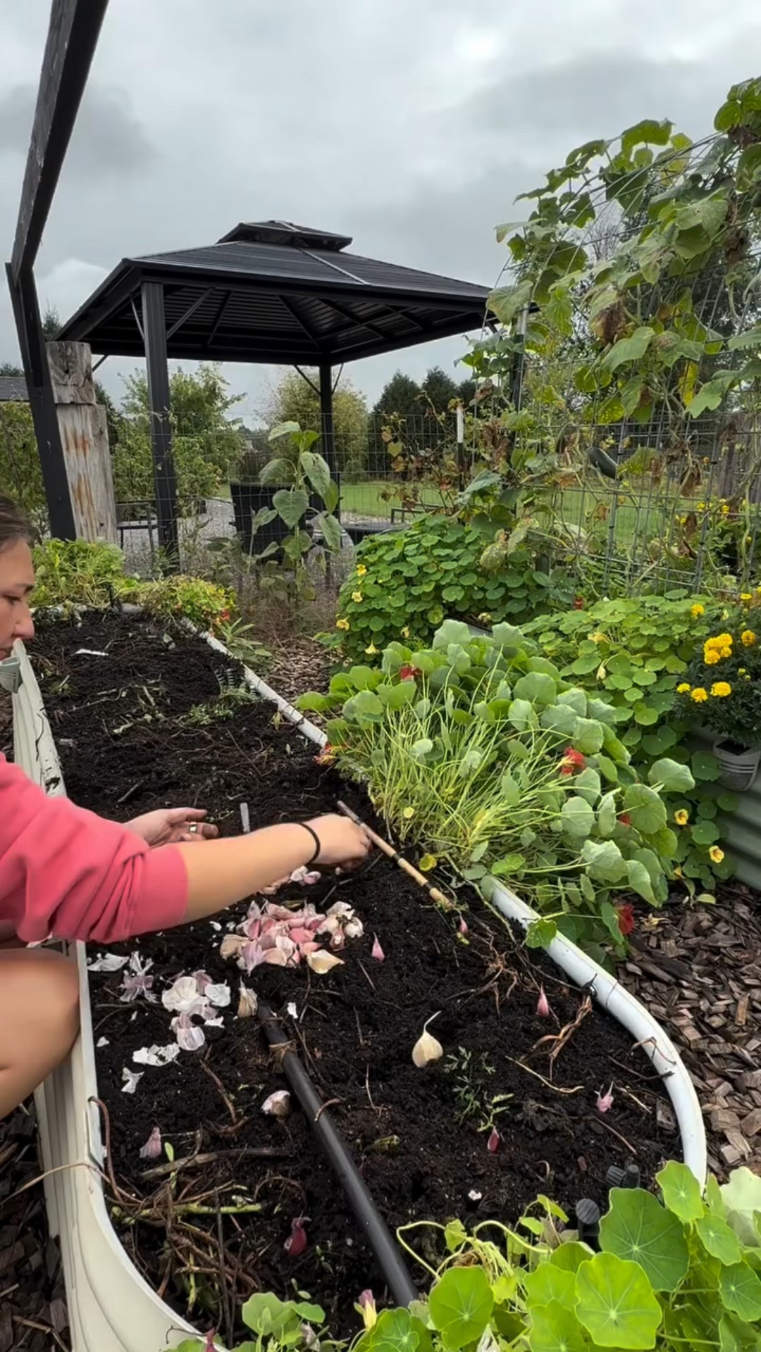 🧄🌱 Garlic is one of the easiest (and most rewarding) crops to grow! In Zone 4, fall is the perfect time to plant! 

👉 Planting tips:
• Break bulbs into individual cloves
• Plant pointy side up, 2–3 inches deep
• Space 4–6 inches apart
• Cover with mulch for winter protection

Tuck them in now and you’ll be harvesting big, beautiful bulbs by mid-summer!

Full video on YouTube or check out my Garlic highlight 

Happy planting! 

#GarlicPlanting #GrowGarlic #FallPlanting #Zone4Gardening #ColdClimateGardening #OrganicGardening #KitchenGarden #HomesteadGarden #GardeningTips #GrowYourOwnFood