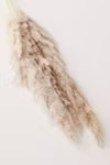 Dried Pampas Grass Bunch | Urban Outfitters (US and RoW)