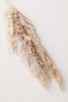 Dried Pampas Grass Bunch | Urban Outfitters (US and RoW)
