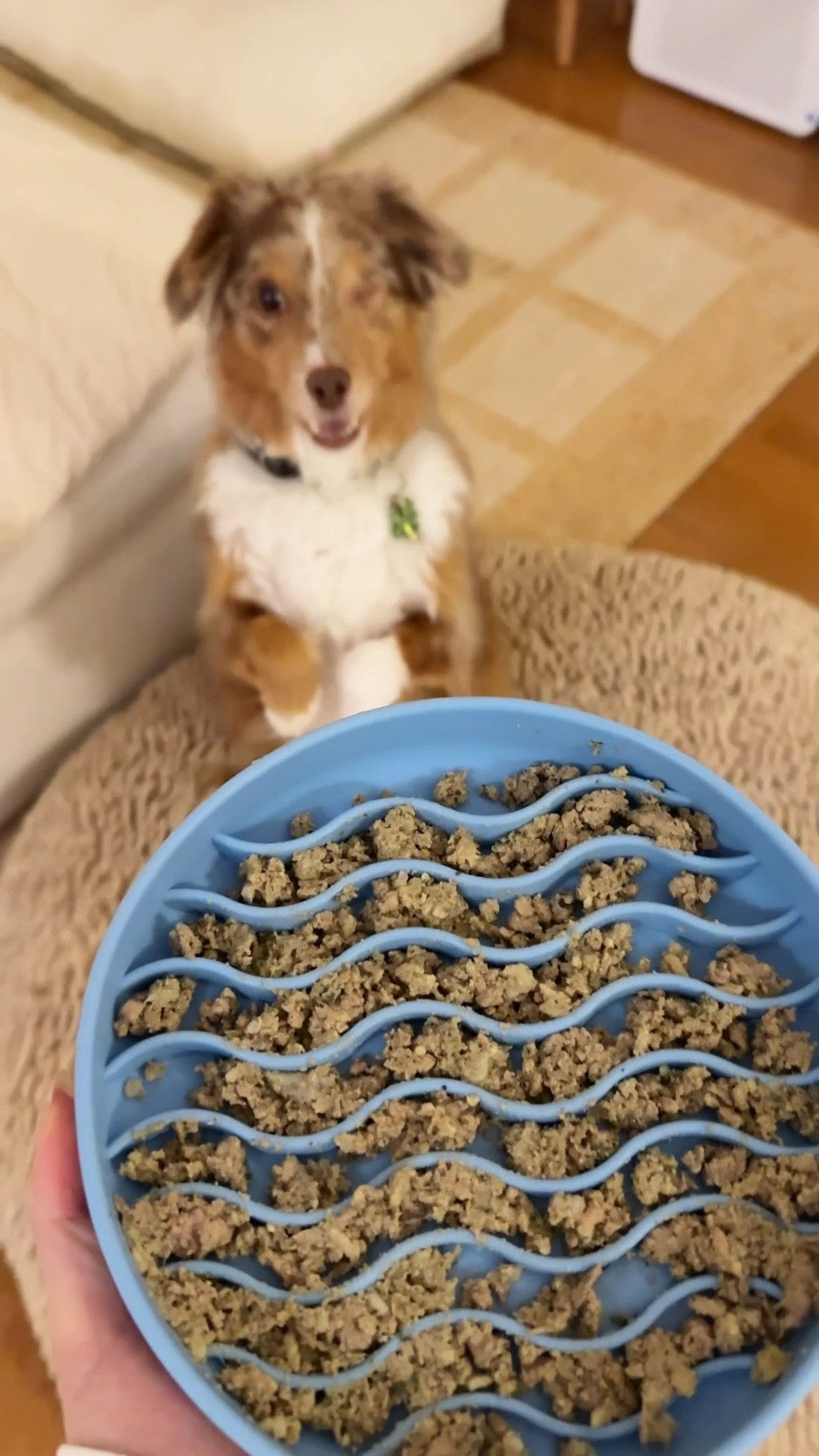 Fresh food in Ayce’s slow feeder!! 