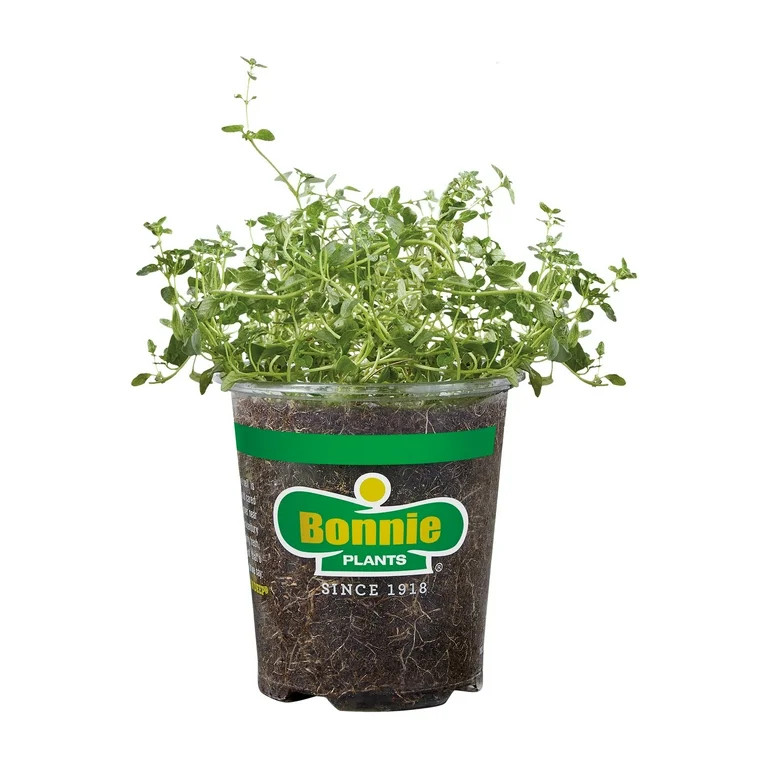Bonnie Plants Green English Thyme Live Plant in Pot | Walmart (US)