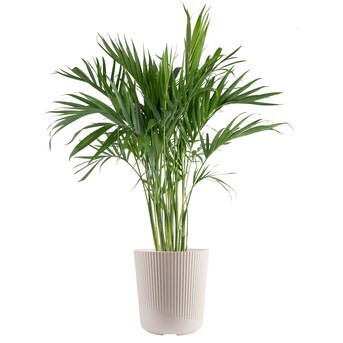 Costa Farms Easy to Grow Cat Palm Tree House plant in 10 Inch(es) Pot 1 -Pack | Lowe's