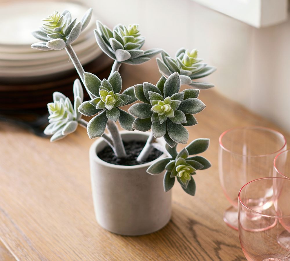 Faux Potted Kiwi Succulent | Pottery Barn (US)