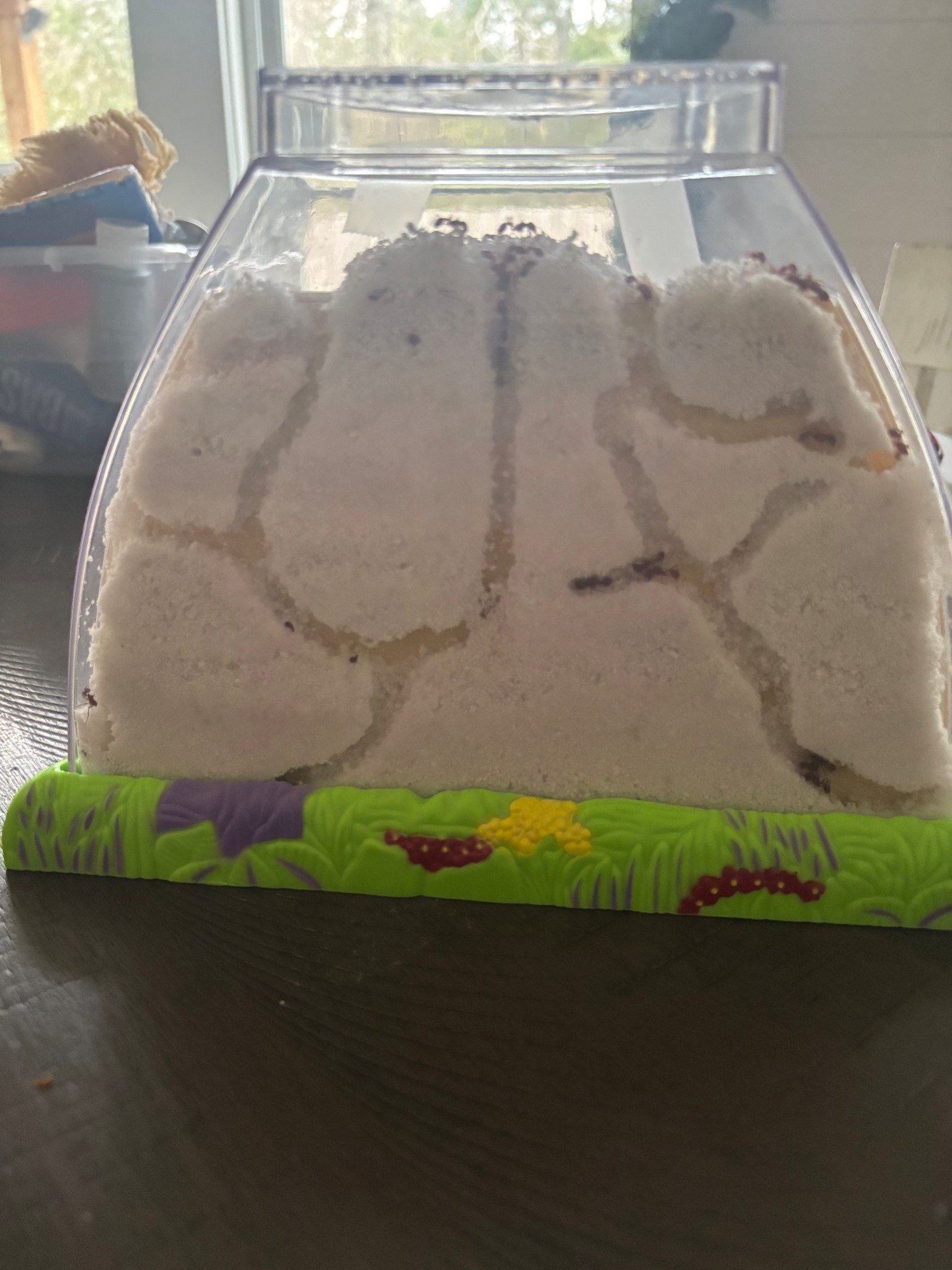 An ant farm has been hut perfect entertainment for ages 0-100. You need this!! Comes with and!!

#LTKSaleAlert #LTKKids #LTKGiftGuide