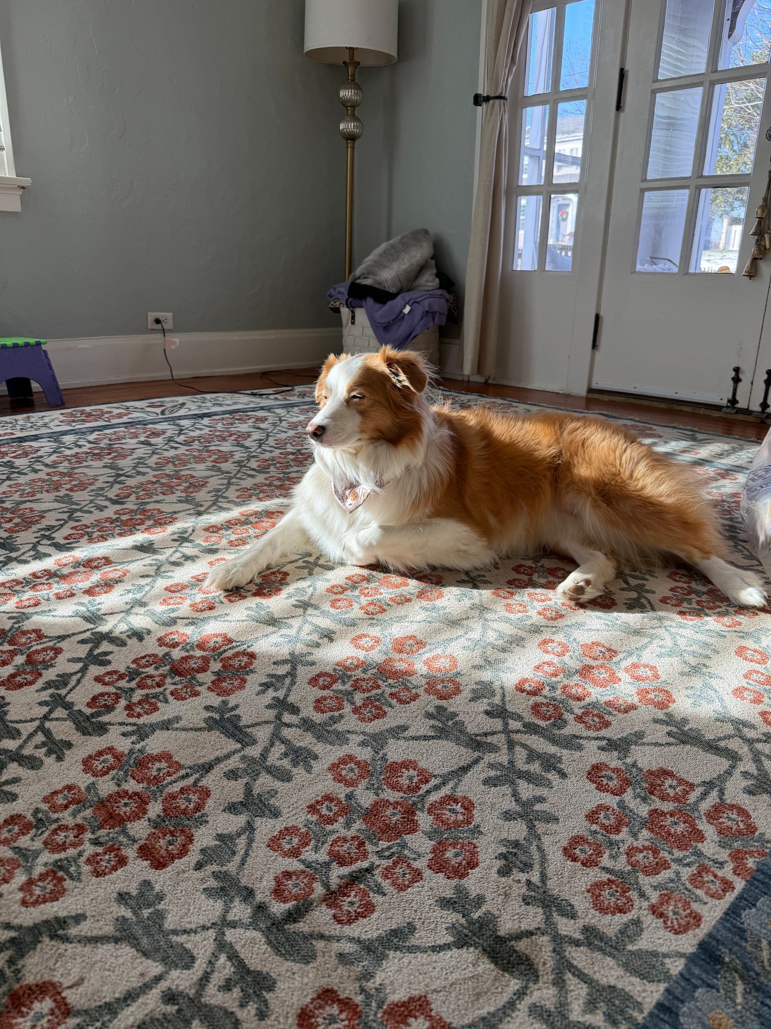 Rifle paper rug currently 25% off! 

Available in several sizes. 

#LTKSaleAlert #LTKHome