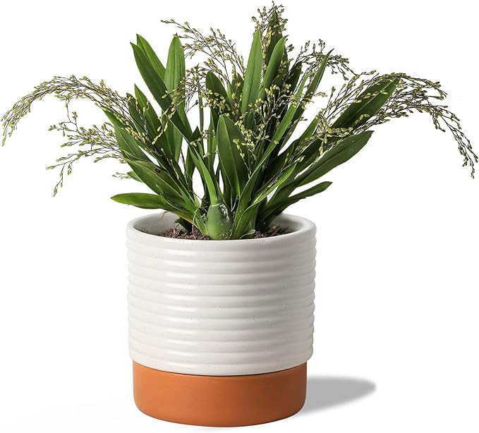 Self Watering Plant Pot : 8 Inch Ceramic Planter with Drainage Hole & Water Storage Plus - Flower... | Amazon (US)