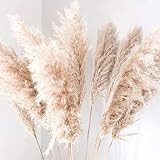 Bundle of Large Fluffy Dried Pampas Grass Decor/Dried flower Wedding Design | Amazon (US)