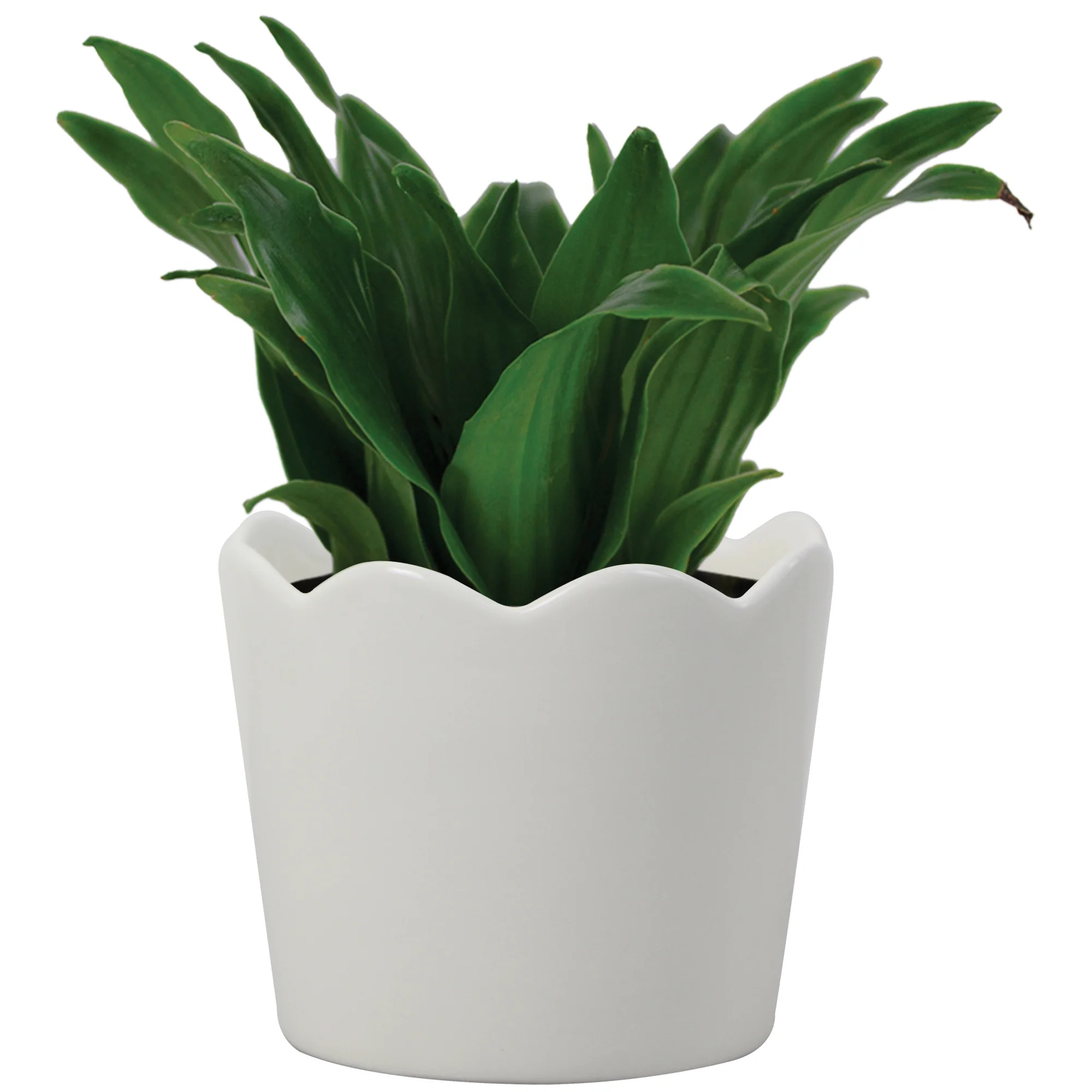 Mainstays 6in Scallop White Ceramic Round Planter | Walmart (US)