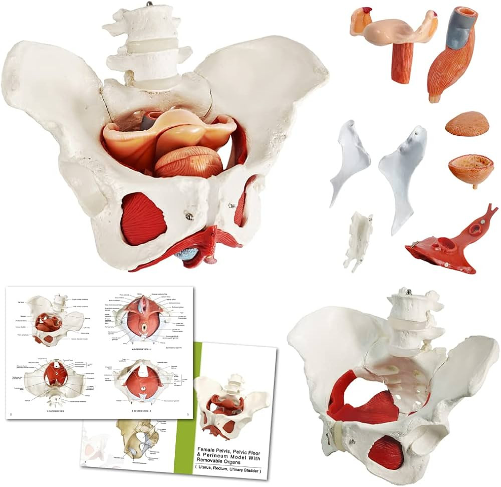 Female Pelvis Model with Pelvic Floor Muscles Perineal Model Female Anatomy Model 1:1 Life Size H... | Amazon (US)