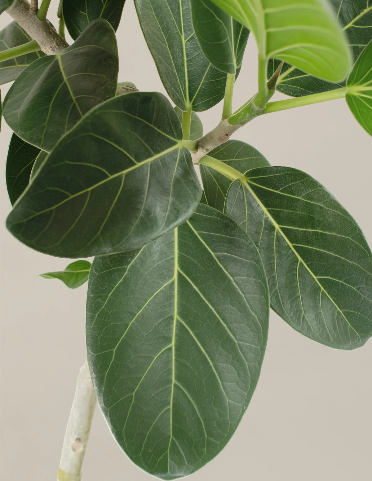 Large Ficus Audrey Tree | The Sill
