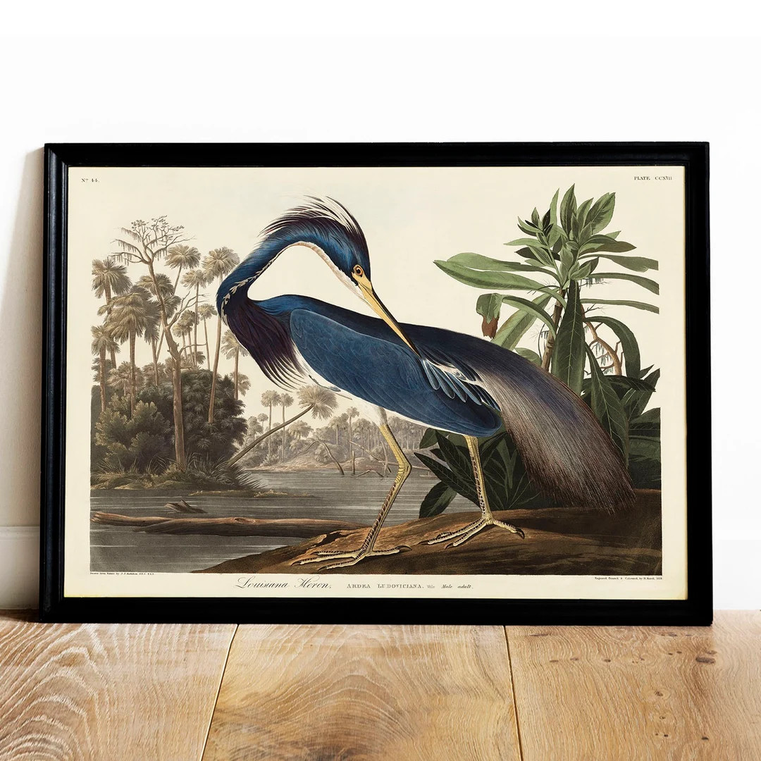 Louisiana Heron Print, Antique Bird Painting, Vintage Drawing Poster Wall Art Decor, Blue Heron, ... | Etsy (US)
