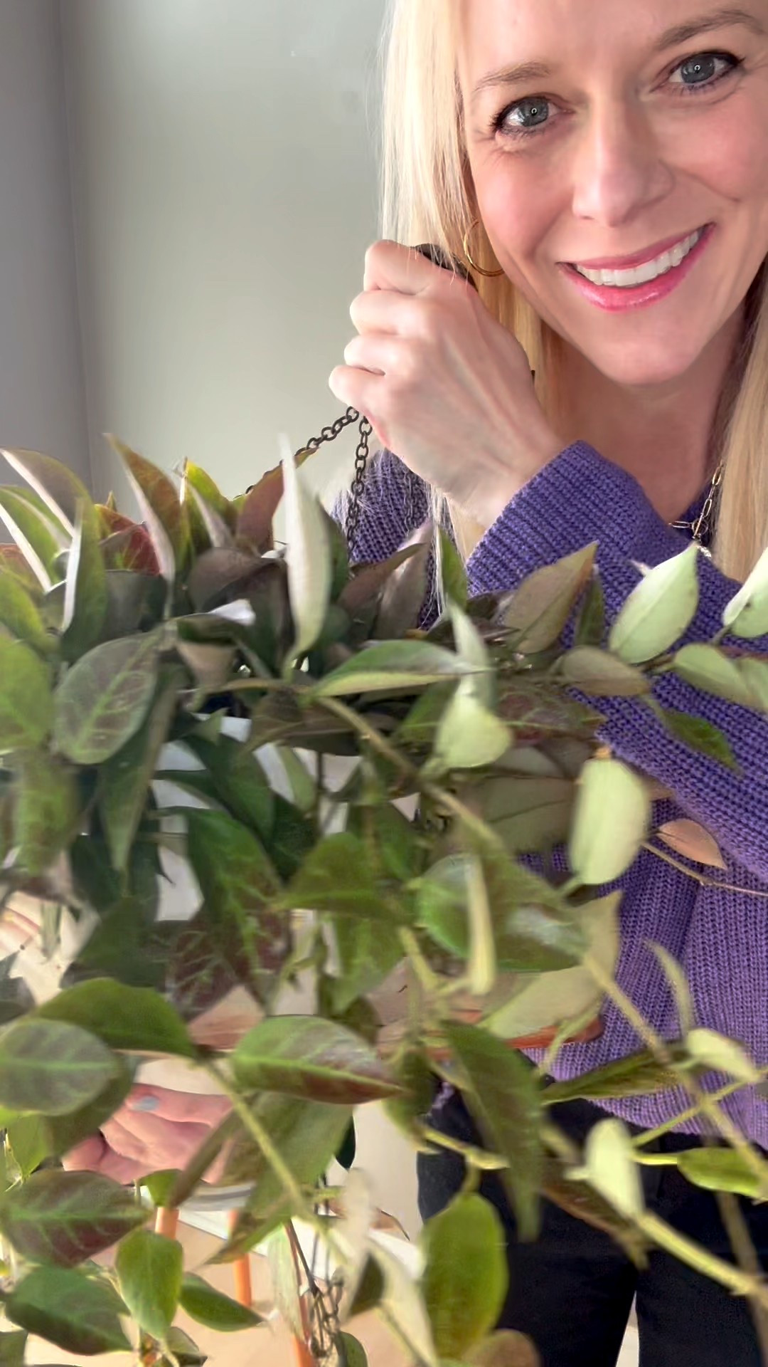 Let’s take a closer look at my blooming, slightly sunstressed #hoyasunrise This one started out as a small cutting and 5 years into growth it’s a full plant!

Liz’s personal care experience only…every environment is different:
🪴Name: #hoyacvsunrise 
🪴Light: directly under a Sansi light bulb
🪴Water: when dry
🪴Avg Temp last 30 days: 68F
🪴Relative Humidity last 30 days: 45%
🪴Fussy: not for me
🪴Rate of growth: medium 
🪴Rareness: not commonly found in stores, but in a lot of private collections.
🪴Pot size: 6”
🪴Potting Mix: chunky coco husk mix
🪴Fertilizer: I apply a nutrient-rich fertilizer tailored for Hoyas approximately every other watering when the plant isn’t dormant. It’s packed with essential macro and micronutrients, it’s the best I’ve found for hoyas!
🪴Rooting Method: in my custom coco coir mix in a clear plastic prop box on top of a heat mat, under a strong grow light.
🪴Time In My Care: 5 Years 
🌸Age until 1st bloom: early 
🪴Would Liz recommend this one: yes

#ilovehoyas #hoyacollector #hoyaappreciation

#LTKdayinmylife #LTKHome #LTKmomlife