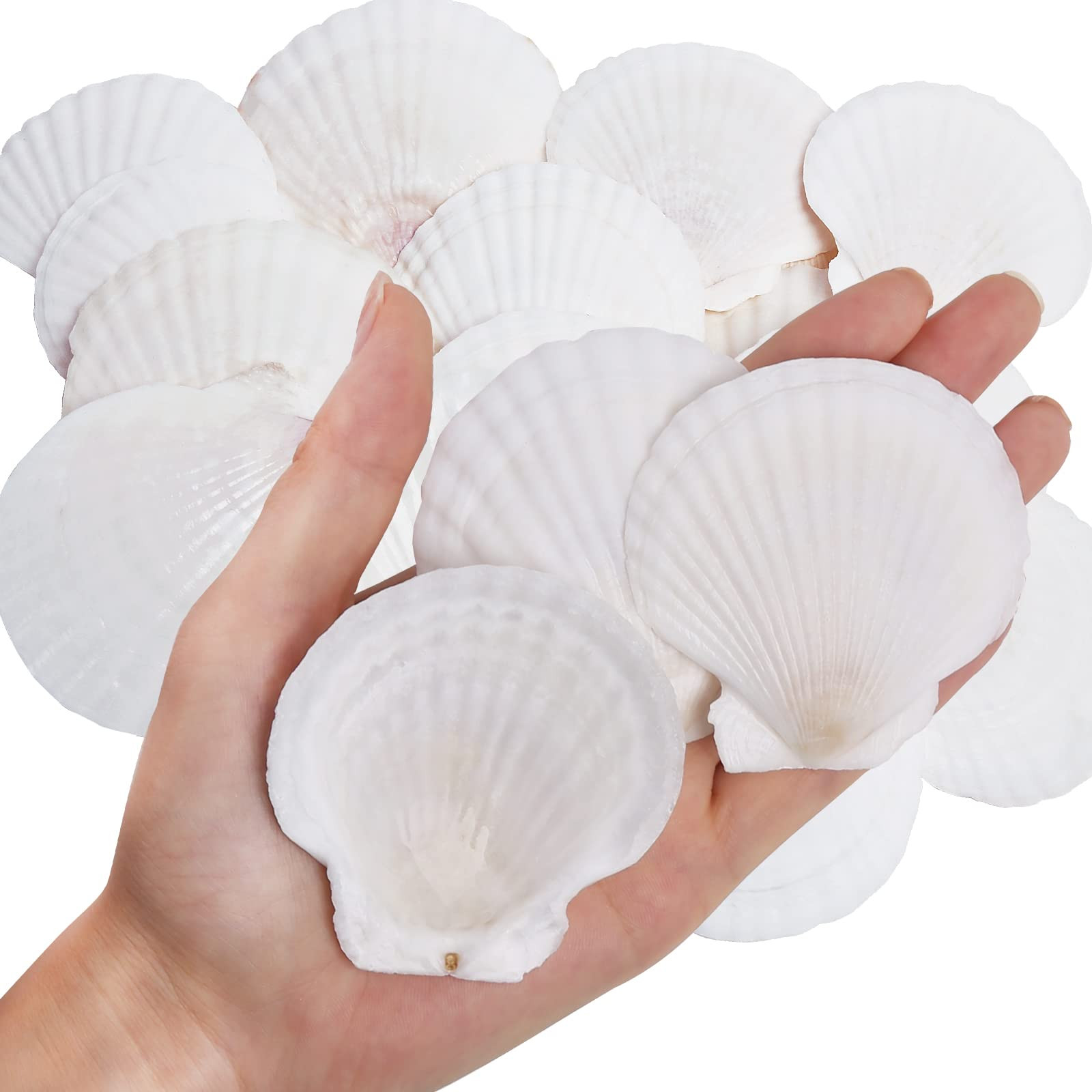 30PCS Natural Scallop Shells White Sea Shells for Decorating from Sea Beach Real Seashells for DI... | Amazon (US)