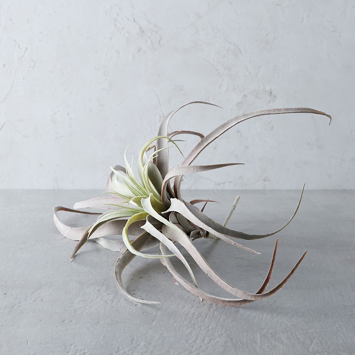 Faux Tillandsia, Large | Terrain
