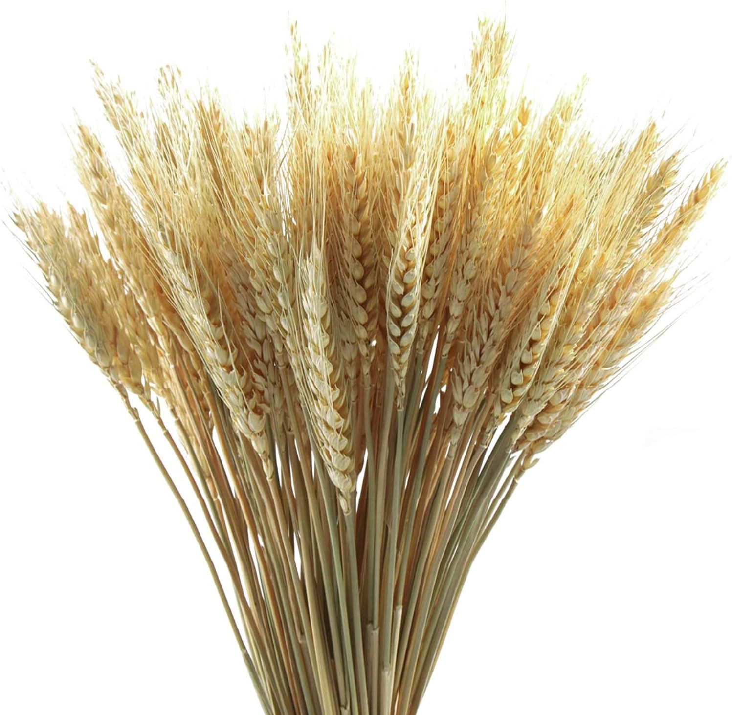 100 Stems Dried Wheat Stalks Dried, Natural Ear of Wheat Grain Flowers for Home Dining Table Flower  | Amazon (US)