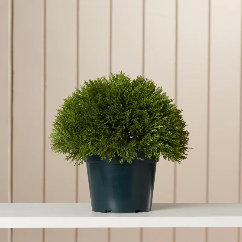 Adelina Bush Desk Top Plant in Pot | Wayfair North America