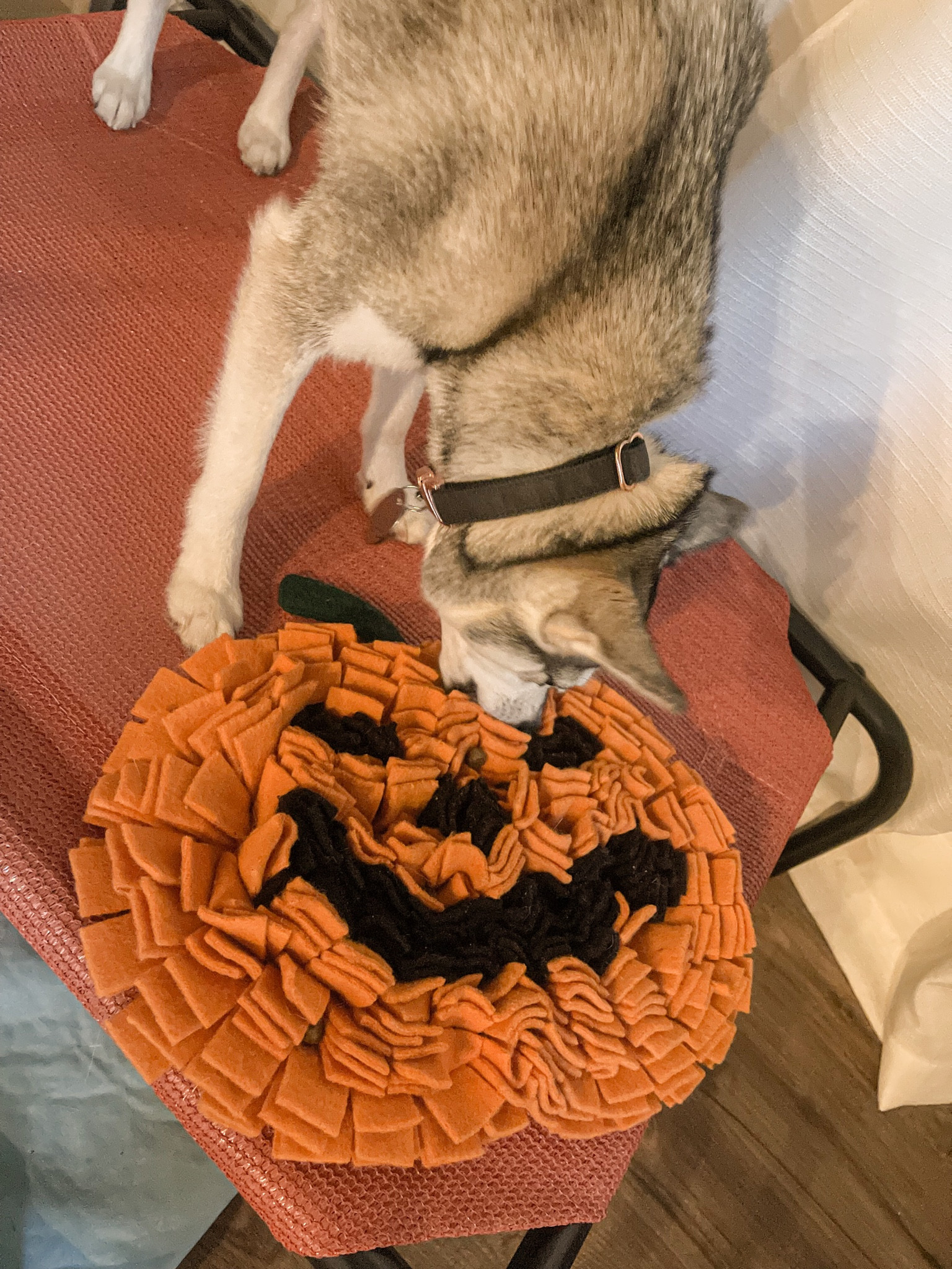Pumpkin Snuffle Mat for Dog Enrichment 

#LTKSeasonal #LTKHalloween #LTKunder50