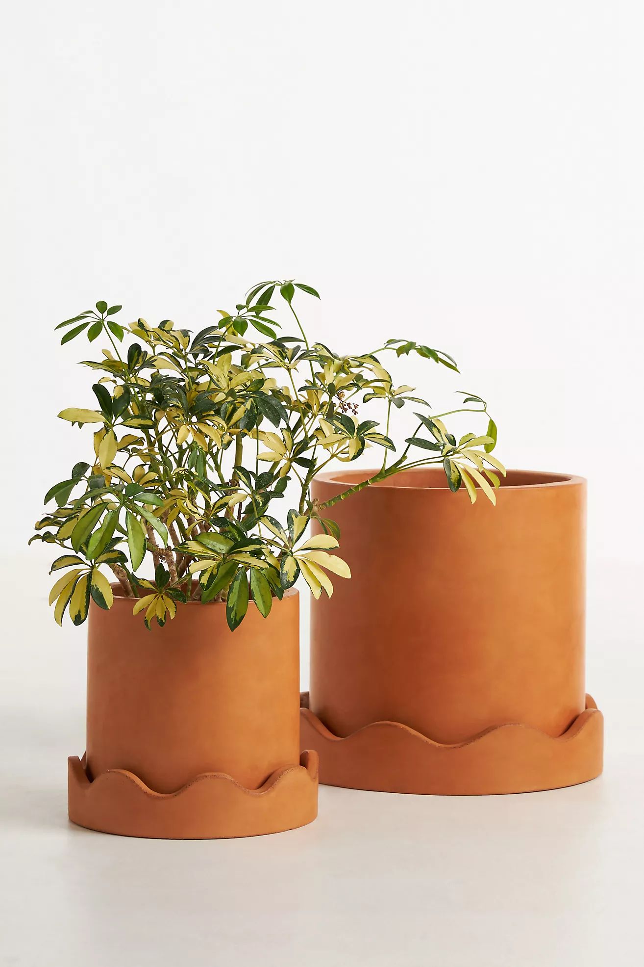 Scalloped Terracotta Pot | Anthropologie (US)
