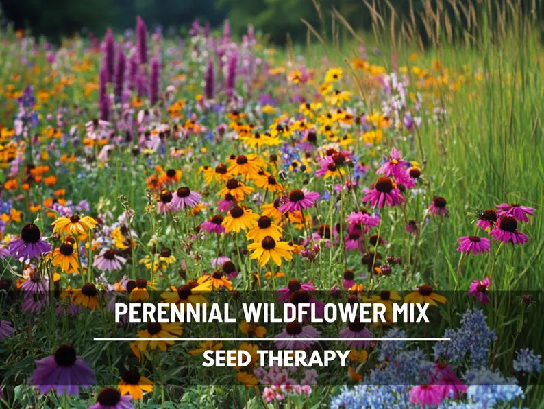 Perennial Wildflower Mix – 1,000 Seeds, Heirloom Flowers, Long-lasting Color, Returns Every Yea... | Etsy (US)