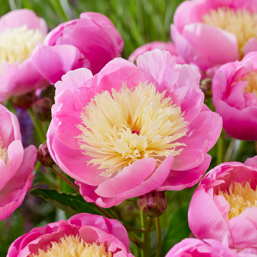 Garden State Bulb Pink Bowl of Beauty Peony Flower Bulbs 3 Count one_size | ECS-73-03-01 | Lowe's