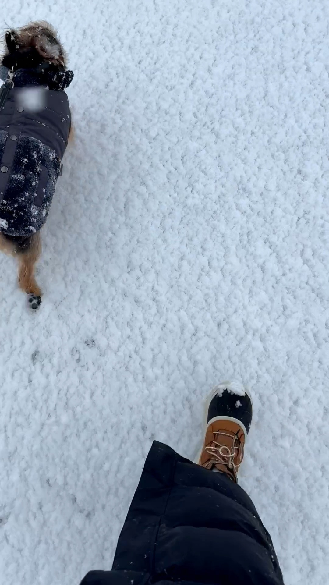 Tried to post the other day before the storm but it never worked 🫠 oh well! This outfit took me from a rainy morning at hockey to a snowy afternoon taking my parents dog for a walk at the start of the blizzard here in the Northeast! Through both situations, I stayed warm and dry! P.s. I will forever talk about how much I love this #LLBean coat.

Winter fashion, winter gear, cold weather gear, puffer coat, snow boots. 

#LTKmomlife #LTKSeasonal #LTKootd