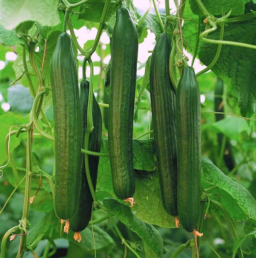 PREMIER SEEDS DIRECT - Cucumber Carmen F1 (Greenhouse) - 5 Seeds - All Female | Amazon (UK)