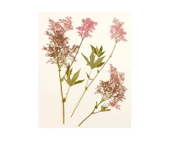 Pressed Flower Botanical Art Print, Modern Farmhouse Decor, Pink Flower Photography, Minimalist A... | Etsy (US)
