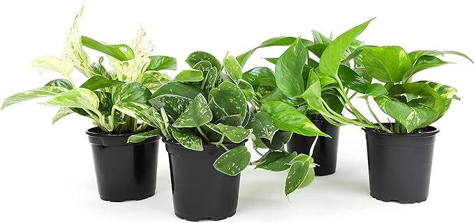 Live Pothos Plants (4PK) Indoor Plants Live Houseplants, Pothos Live Plant House Plants Indoors L... | Amazon (US)