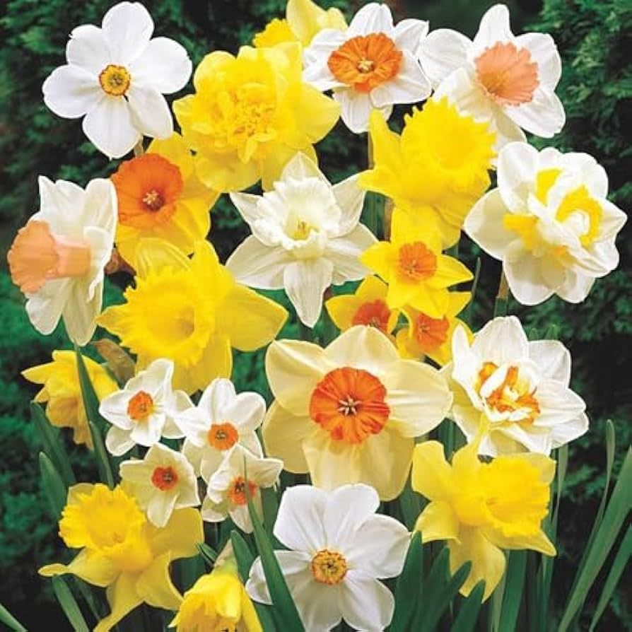 Daffodil Mix Bulbs for Planting - Easy to Grow Perennial Flowers for Garden or Containers (25 Bul... | Amazon (US)