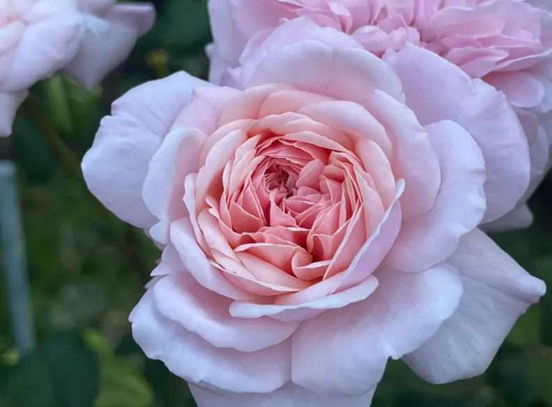 Rose “sweet Antike” 甜蜜古董 Cut Rose Live Plant, 2 Gallon Ownroot - Etsy | Etsy (US)