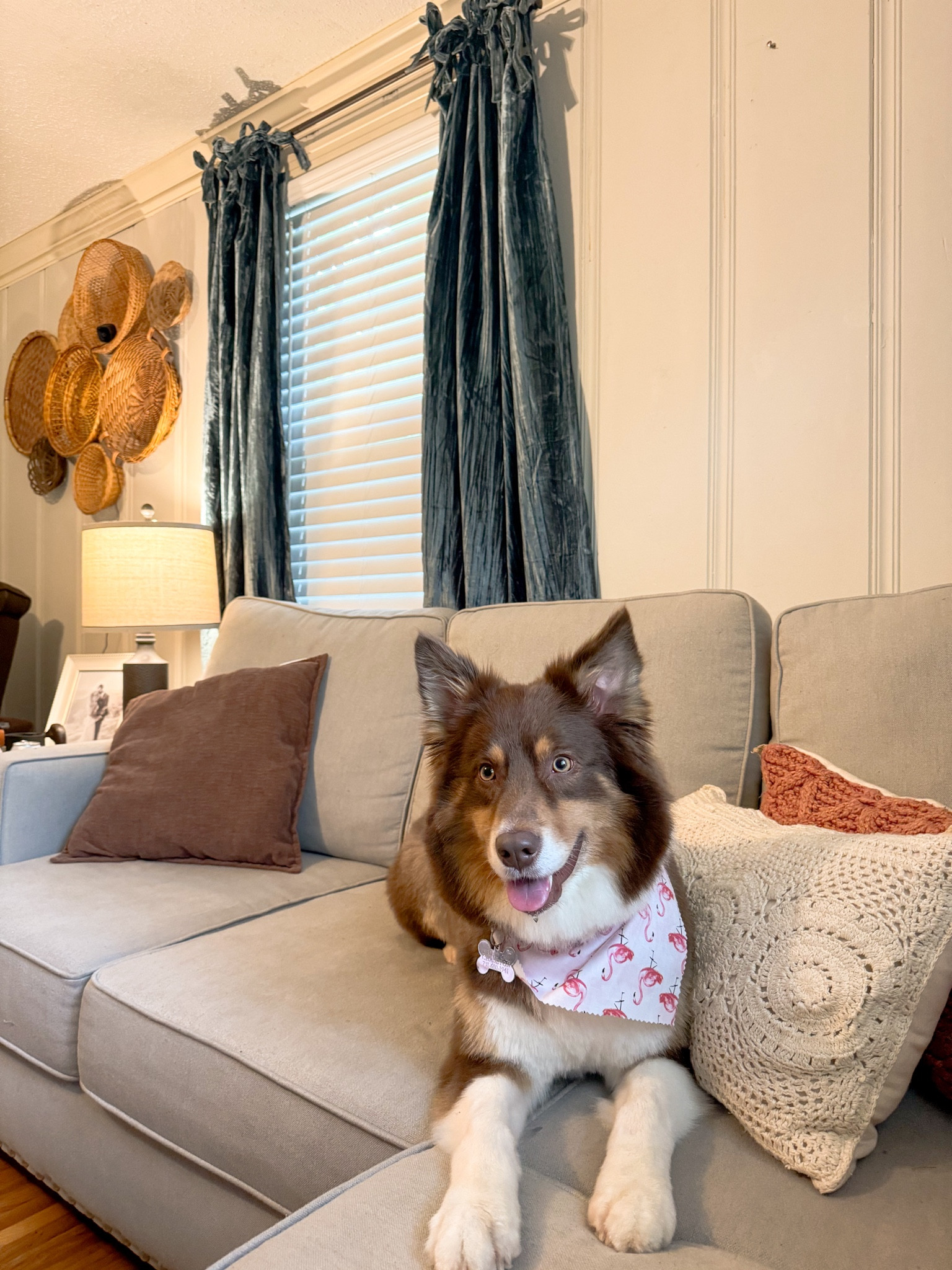 Cooper wanted to show off mom’s new curtains 🫶🏼🐕
I’m obsessed with these! They give our living room a pop of color! And those bows😍😍
Pictured color: peacock

#LTKGiftGuide #LTKhome