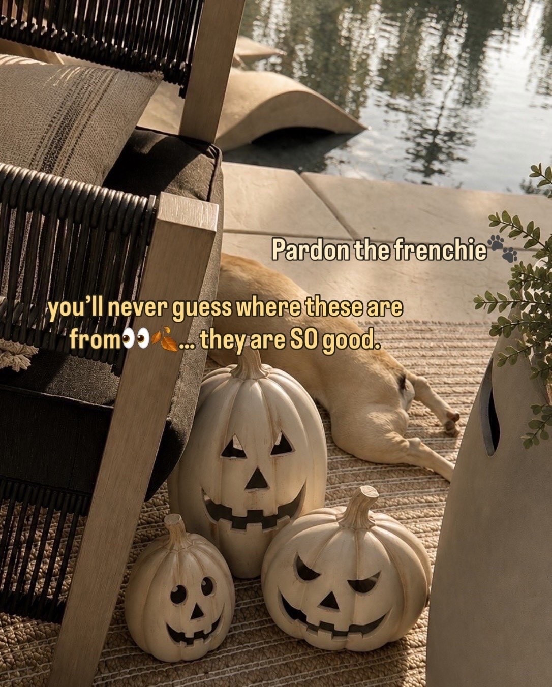 Ordered these so fast! How cute! And an amazon find. 

Fall style. Fall decor. Pumpkins. Halloween.