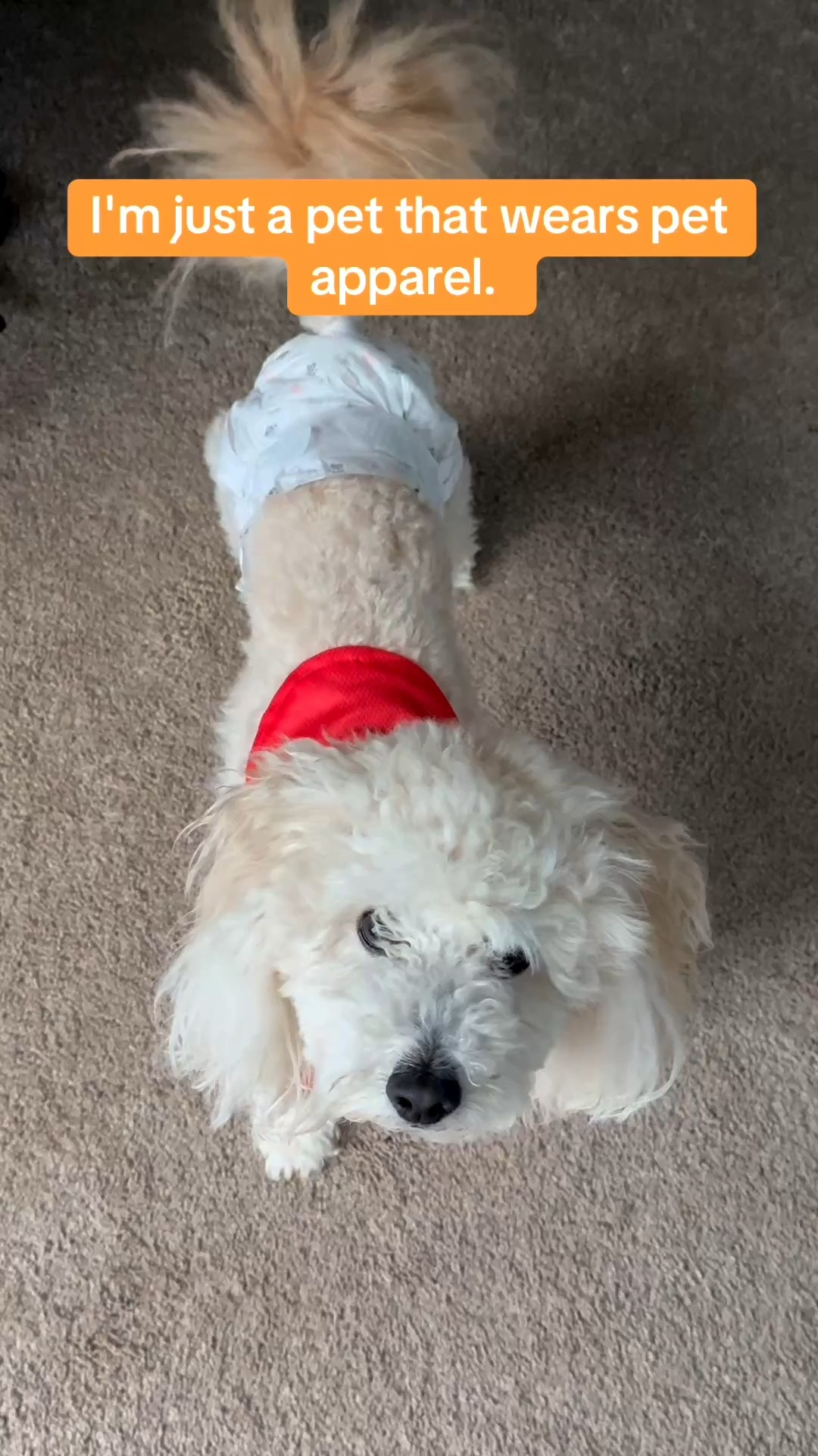 Being Kali is tough! If she isn't begging to be held, she's sleeping. Never mind that, check out my girl in her #mexicopetjersey. She's roughly 7 lbs, wearing a size small. She has a green jersey too. If you enjoy dressing up your dog, this is for you! #petapparel #toypoodle #petjersey #petclothes

#LTKvlog #LTKstorytime #LTKU