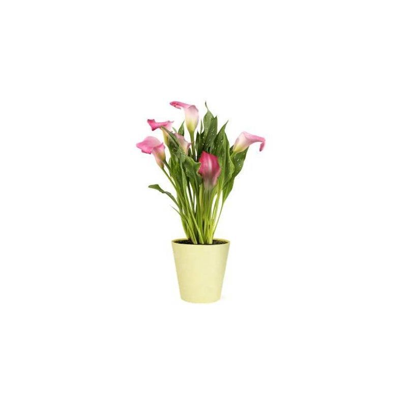 Live 5" Pink Calla Lily Houseplant - Spritz™ | Target