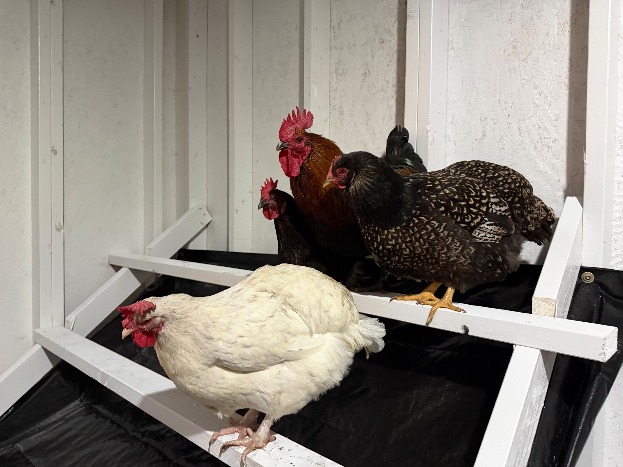 Tarp under the roost bars! 

#LTKdayinmylife #LTKFindsUnder50 #LTKGiftGuide