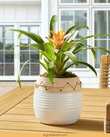 We let them look at this neutral plant pot for indoor outdoor plants. 

#LTKfindsunder100 #LTKfindsunder50 #LTKhome